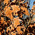 Skinny Genes® Columnar Oak Tree | Vego Garden