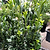 Sky Pencil Holly | Vego Garden