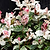 Snow-N-Summer™ Asiatic Jasmine | Vego Garden