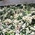 Snow-N-Summer™ Asiatic Jasmine | Vego Garden