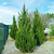Spartan Juniper | Vego Garden