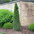 Spartan Juniper | Vego Garden