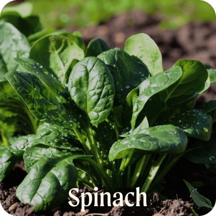 Spinach