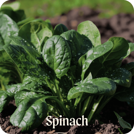 Spinach