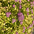 Pineapple Poprocks® Spiraea | Vego Garden