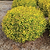 Pineapple Poprocks® Spiraea | Vego Garden