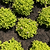 Pineapple Poprocks® Spiraea | Vego Garden