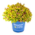 Pineapple Poprocks® Spiraea | Vego Garden