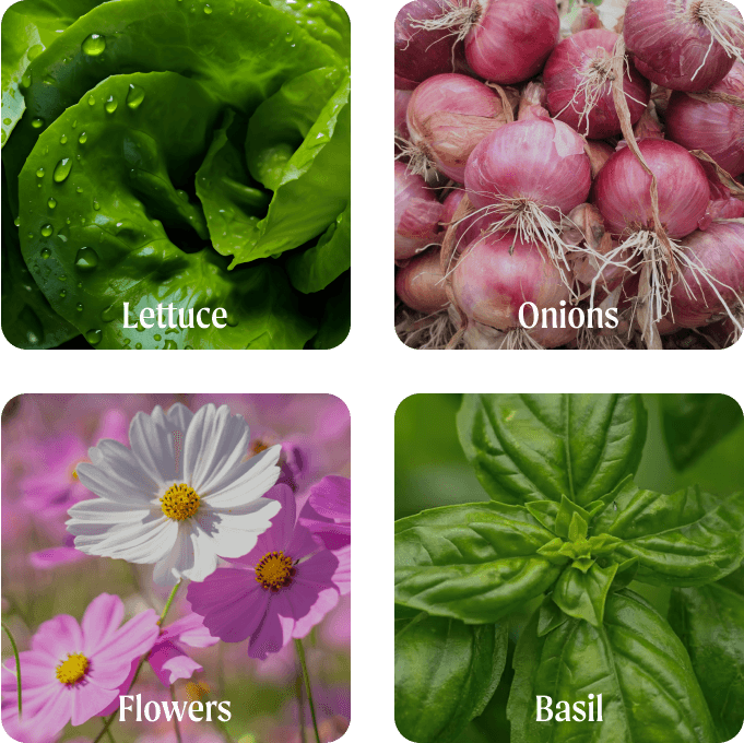 Vego garden beds