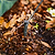 8-Stream Sprinkler for Irrigation Kit | Vego Garden
