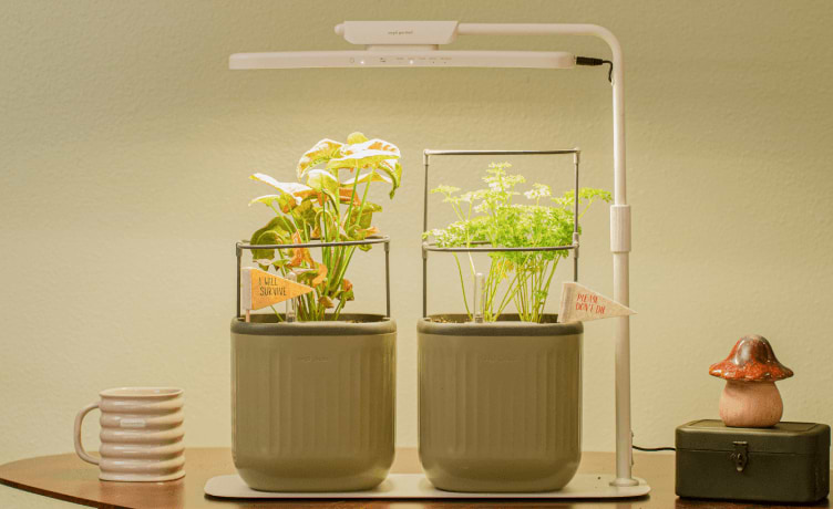 Vego garden beds