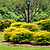 Sunshine Ligustrum | Vego Garden