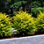 Sunshine Ligustrum | Vego Garden