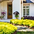 Sunshine Ligustrum | Vego Garden