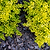 Sunshine Ligustrum | Vego Garden