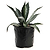 Agave Americana | Vego Garden