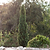 Taylor Juniper | Vego Garden