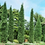 Taylor Juniper | Vego Garden