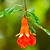 Texas Pink Pomegranate Tree | Vego Garden