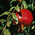 Texas Pink Pomegranate Tree | Vego Garden
