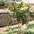 Texas Pink Pomegranate Tree | Vego Garden
