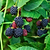 Thornless Blackberry Bush | Vego Garden