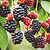 Thornless Blackberry Bush | Vego Garden