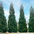 American Pillar Thuja | Vego Garden