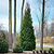American Pillar Thuja | Vego Garden