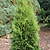 Private Jet™ Arborvitae | Vego Garden
