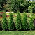 Private Jet™ Arborvitae | Vego Garden