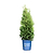 Private Jet™ Arborvitae | Vego Garden