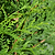Thuja Green Giant | Vego Garden