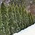 Thuja Green Giant | Vego Garden
