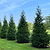 Thuja Green Giant | Vego Garden