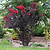 Thunderstruck™ Rumblin Red™ Crape Myrtle | Vego Garden
