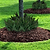 Dwarf Tiny Tank Cast Iron Plant | Vego Garden