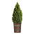 Tiny Tower® Dwarf Alberta Spruce | Vego Garden