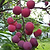 Bubblegum & | Vego Garden