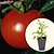 Better Boy Tomato Seedlings | Vego Garden