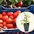 Brandywine Pink Tomato Seedlings | Vego Garden