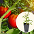 Celebrity Plus Tomato Seedlings | Vego Garden