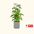 EZ Self-Watering Tomato Planter with Trellis Gen 2  | Vego Garden