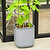 EZ Self-Watering Tomato Planter with Trellis Gen 2 | Vego Garden