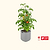 EZ Self-Watering Tomato Planter with Trellis Gen 2 | Vego Garden