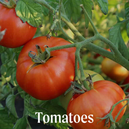 Tomatoes