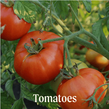 Tomatos