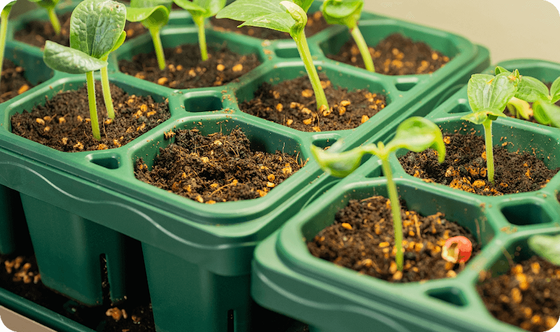 Vego garden beds