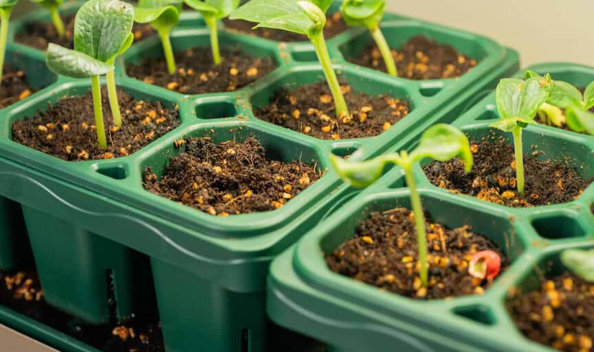 Vego garden beds