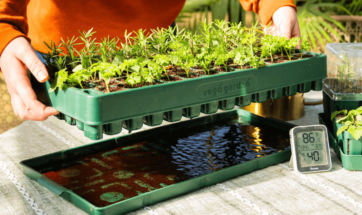 Vego garden beds